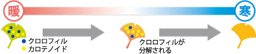 黄葉のしくみ 黄葉のしくみ