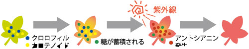 紅葉のしくみ 紅葉のしくみ